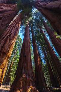 Forest of Giant Sequoias-2890.jpg